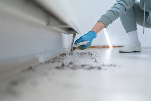 Wasp Removal Services in Marengo, IL